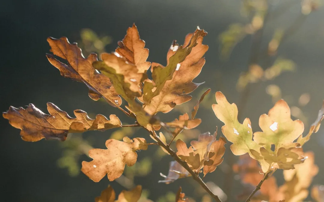 Cuando Mentir Parece ser la Mejor Opción